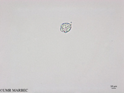 phyto/Brazilian_Nordeste/AtoldasRocas_station22/ABRACOS1 October 2015/Spatulodinium pseudonoctiluca (ancien Amphidinium sp1 -Snap-2058)(copy)_thumb.jpg